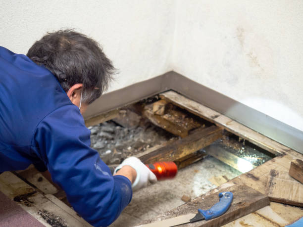 Best Residential Mold Removal  in West Fairview, PA