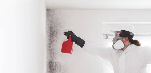 Best Fast Mold Removal  in West Fairview, PA