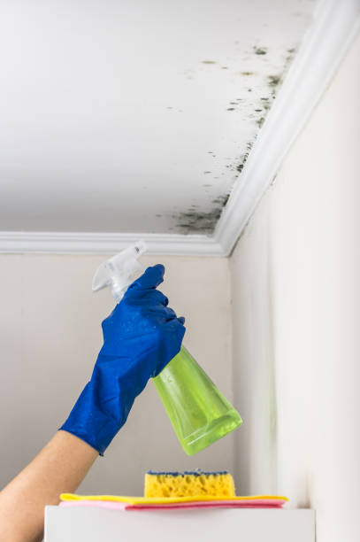 Certified Mold Removal in West Fairview, PA