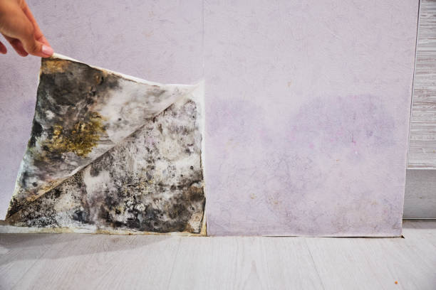Best Attic Mold Removal  in West Fairview, PA